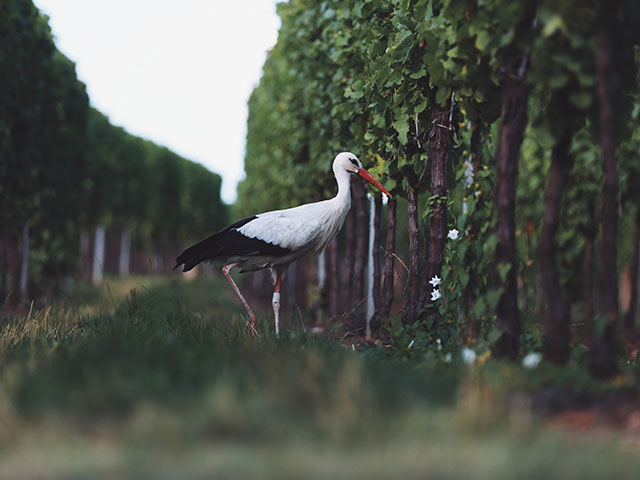 2006 - Sandra and Josh join Sprectra Winery in 2006, bringing with them a wealth of knowledge.