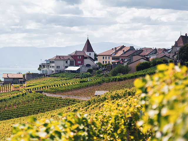2011 - With a new focus on sustainability, habitats for barns owl are created at Spectra winery. Rather than relying on chemicals and pesticides, barn owls are used to ensure rodents are removed from the vineyards.